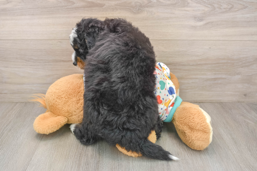 Little Mini Bernadoodle Poodle Mix Puppy