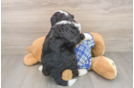 Mini Bernedoodle Puppy for Adoption
