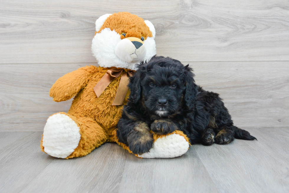 Petite Mini Bernedoodle Poodle Mix Pup