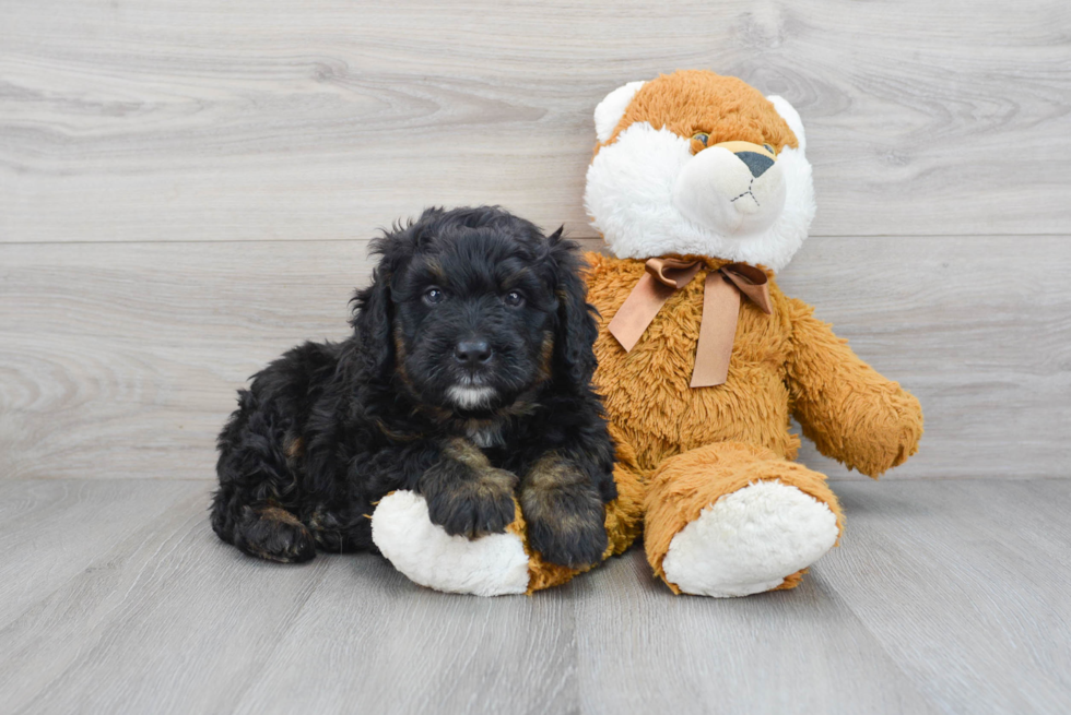 Happy Mini Bernedoodle Baby