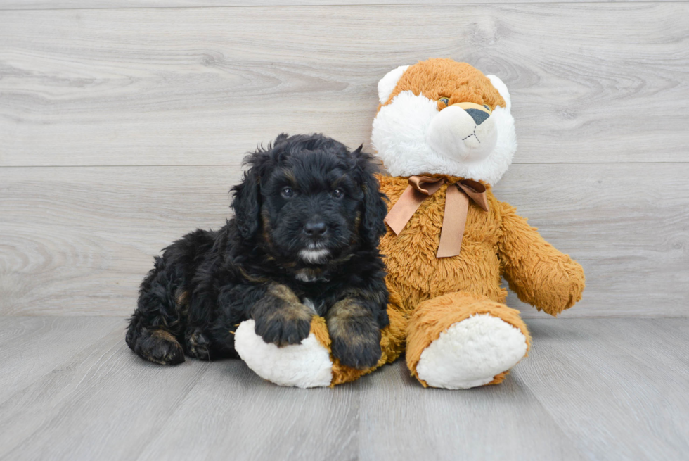 Mini Bernedoodle Pup Being Cute