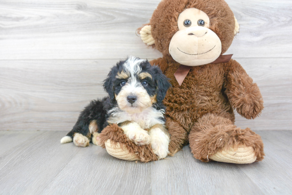 Smart Mini Bernedoodle Poodle Mix Pup