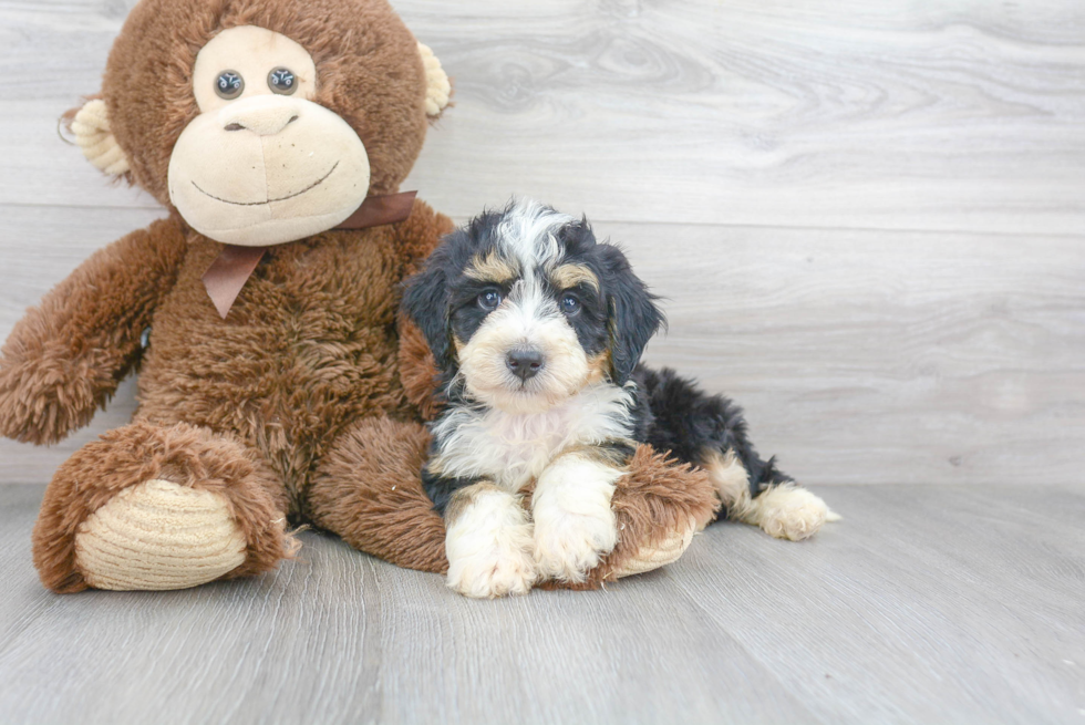 Best Mini Bernedoodle Baby