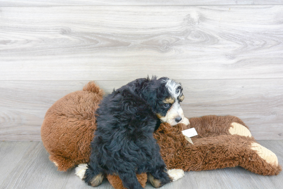 Mini Bernedoodle Pup Being Cute