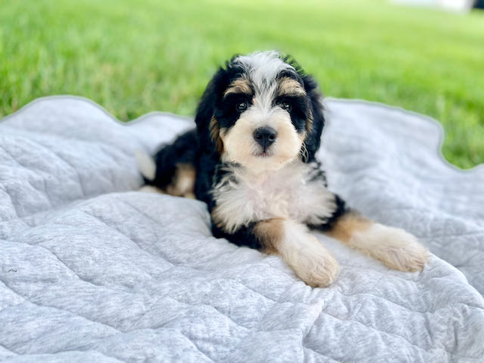 Energetic Bernadoodle Poodle Mix Puppy