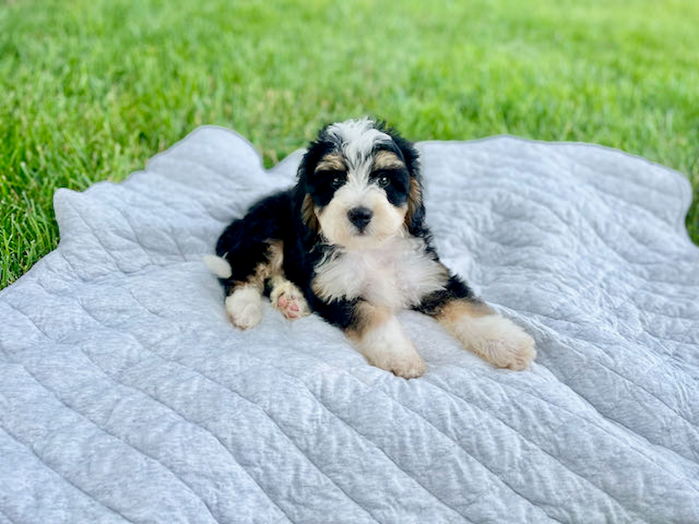 Little Mini Berniedoodle Poodle Mix Puppy