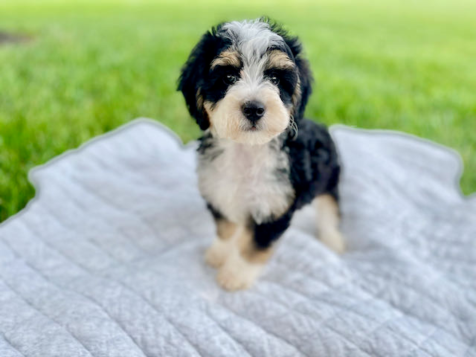 Petite Mini Bernedoodle Poodle Mix Pup