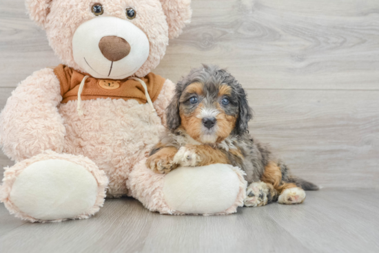 Petite Mini Bernedoodle Poodle Mix Pup