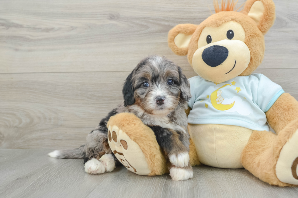 5 week old Mini Bernedoodle Puppy For Sale - Premier Pups