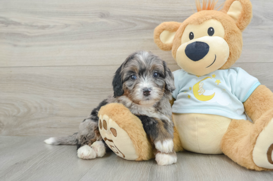 Cute Mini Bernedoodle Baby