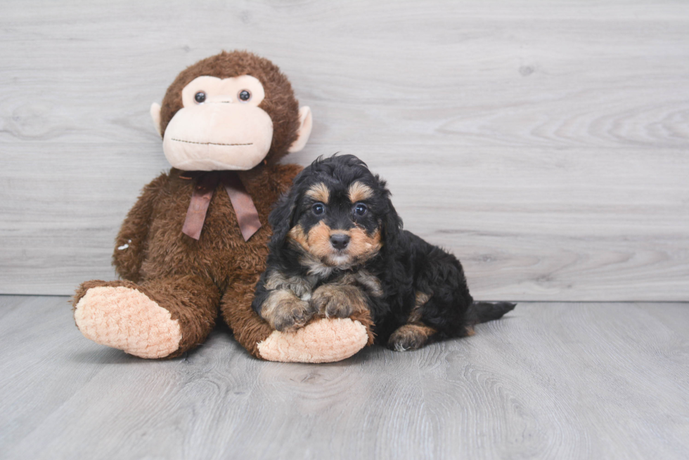 Mini Bernedoodle Pup Being Cute