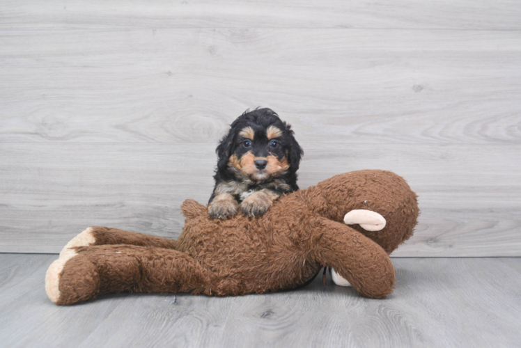 Mini Bernedoodle Pup Being Cute