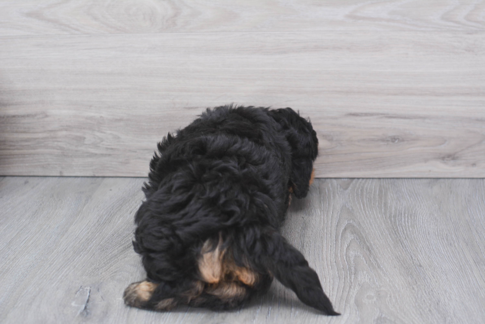 Petite Mini Bernedoodle Poodle Mix Pup