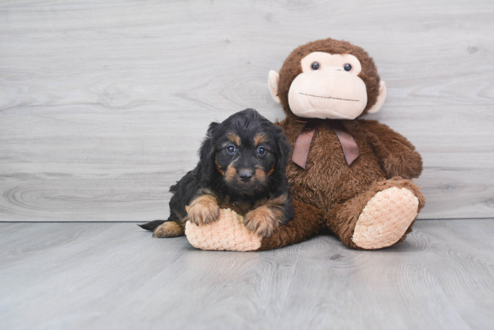 Best Mini Bernedoodle Baby