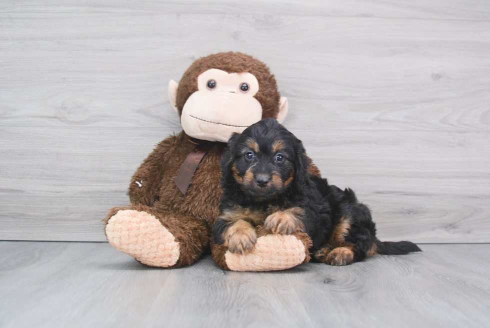 Fluffy Mini Bernedoodle Poodle Mix Pup