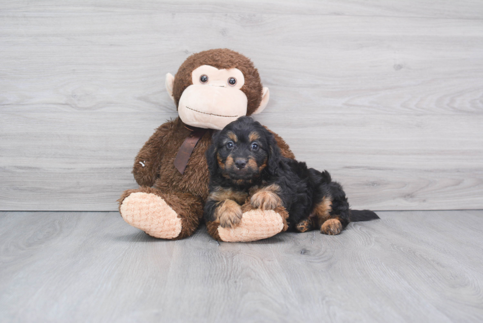 Best Mini Bernedoodle Baby