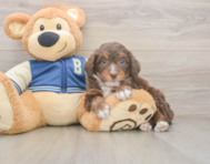 8 week old Mini Bernedoodle Puppy For Sale - Premier Pups