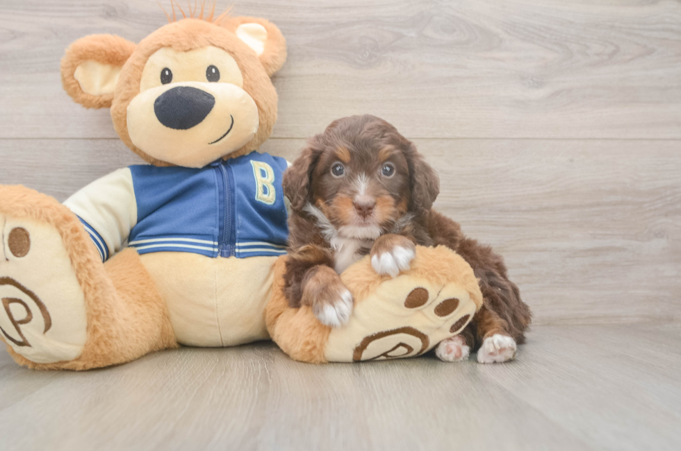 5 week old Mini Bernedoodle Puppy For Sale - Premier Pups