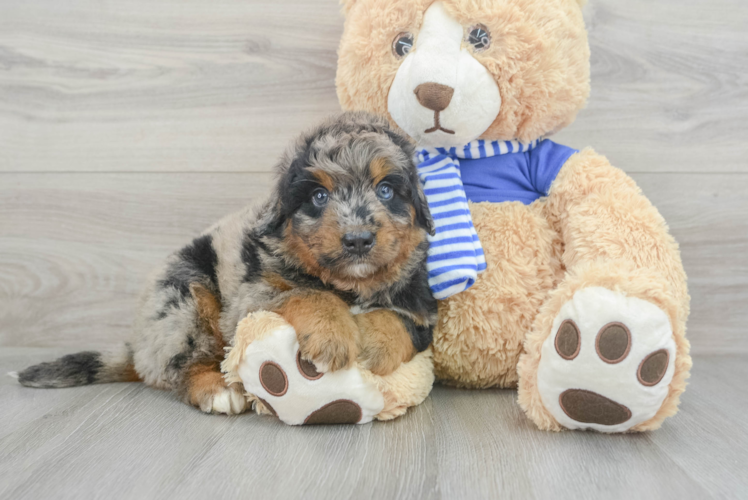 Sweet Mini Bernedoodle Baby