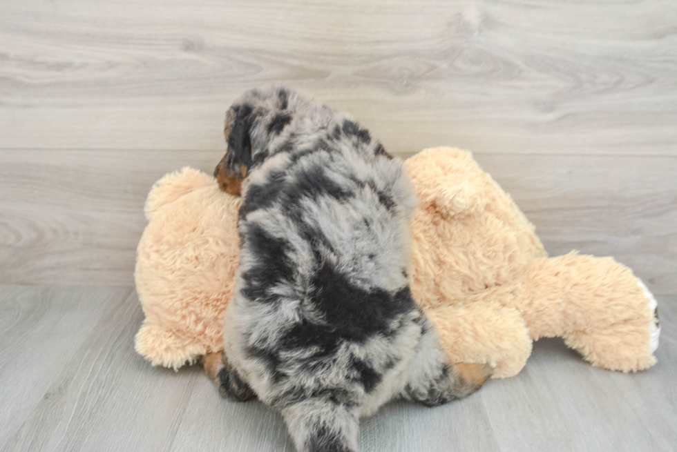 Happy Mini Bernedoodle Baby