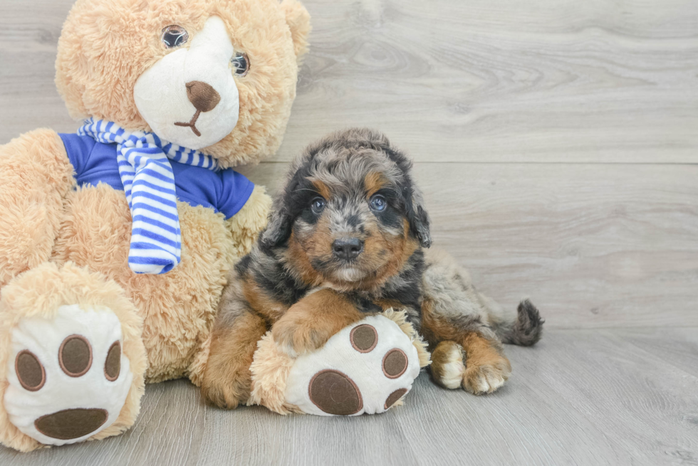 Best Mini Bernedoodle Baby