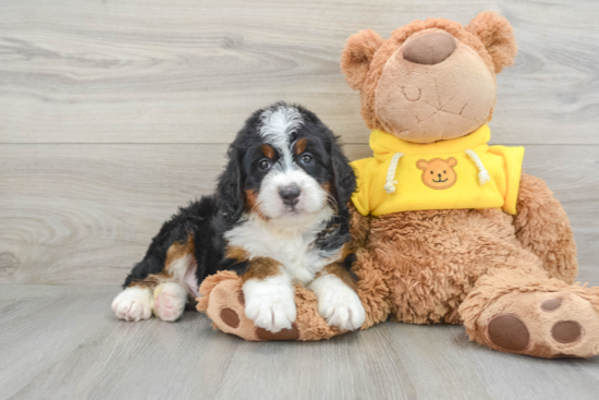 Best Mini Bernedoodle Baby