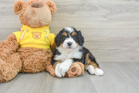 Mini Bernedoodle Pup Being Cute