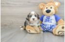 Friendly Mini Bernedoodle Baby