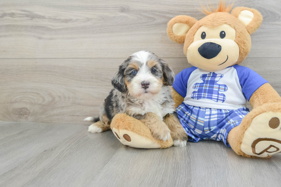 Friendly Mini Bernedoodle Baby