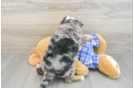 Playful Mini Bernesedoodle Poodle Mix Puppy