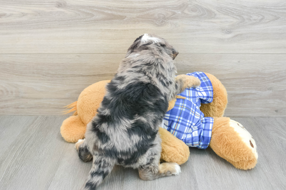 Playful Mini Bernesedoodle Poodle Mix Puppy