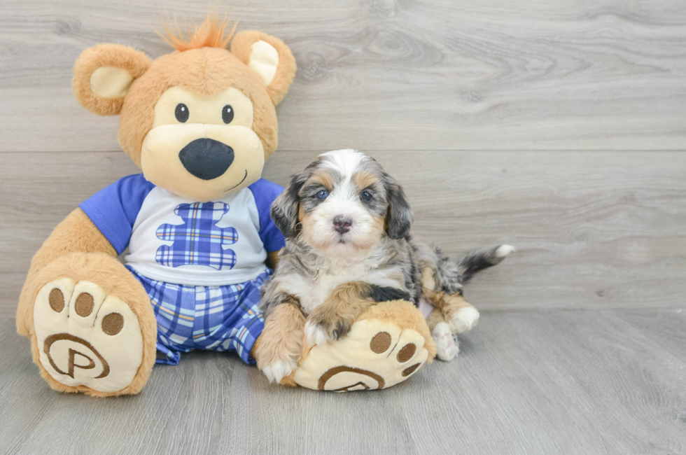 5 week old Mini Bernedoodle Puppy For Sale - Premier Pups