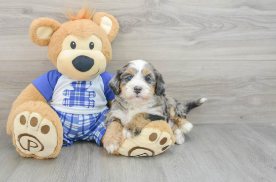 Mini Bernedoodle Puppy for Adoption