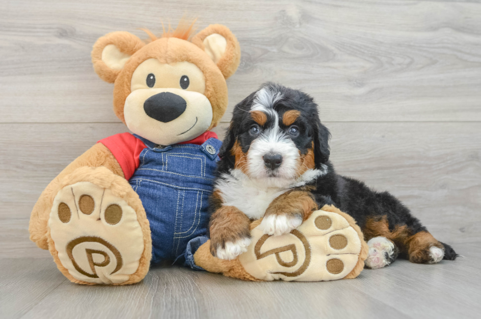 5 week old Mini Bernedoodle Puppy For Sale - Premier Pups
