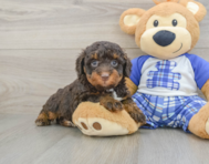 7 week old Mini Bernedoodle Puppy For Sale - Premier Pups