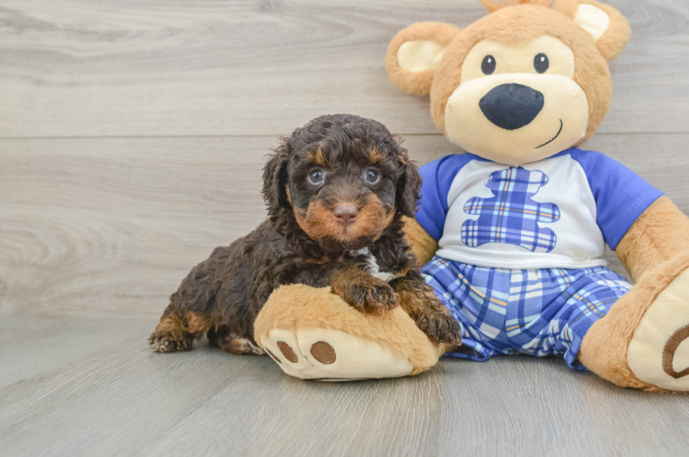 5 week old Mini Bernedoodle Puppy For Sale - Premier Pups