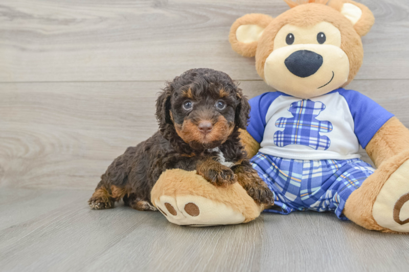 Meet Octavius - our Mini Bernedoodle Puppy Photo 1/3 - Premier Pups