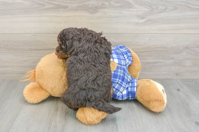 Meet Octavius - our Mini Bernedoodle Puppy Photo 2/3 - Premier Pups