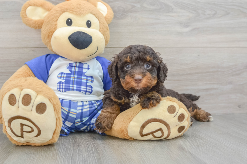 Meet Octavius - our Mini Bernedoodle Puppy Photo 3/3 - Premier Pups