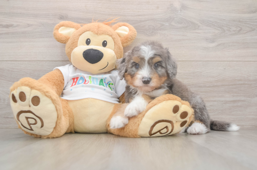 6 week old Mini Bernedoodle Puppy For Sale - Premier Pups
