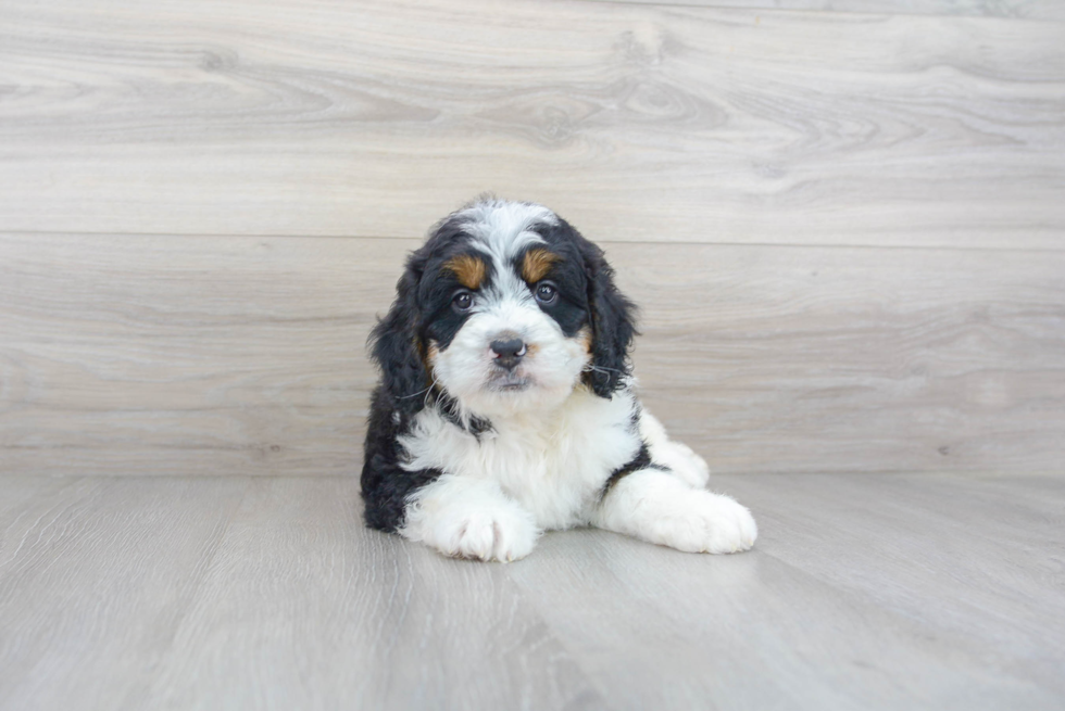 Mini Bernedoodle Puppy for Adoption