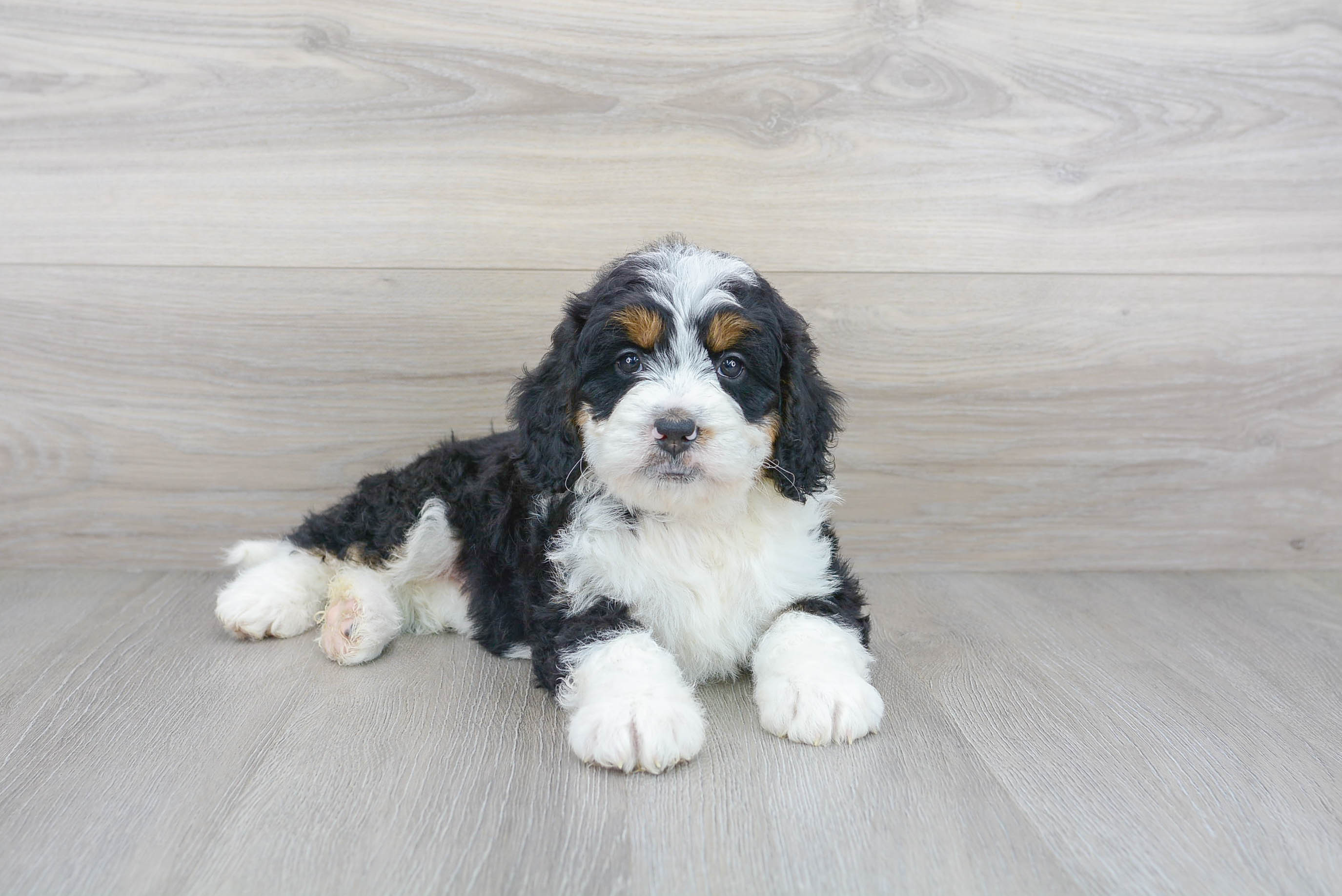 Mini Bernedoodle Pup Being Cute