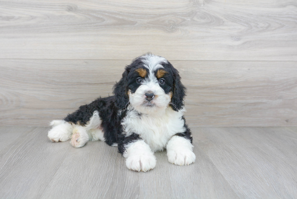 Mini Bernedoodle Pup Being Cute