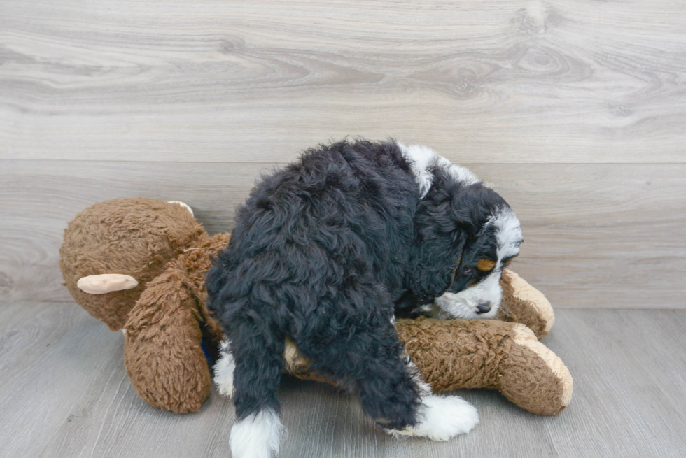 Best Mini Bernedoodle Baby