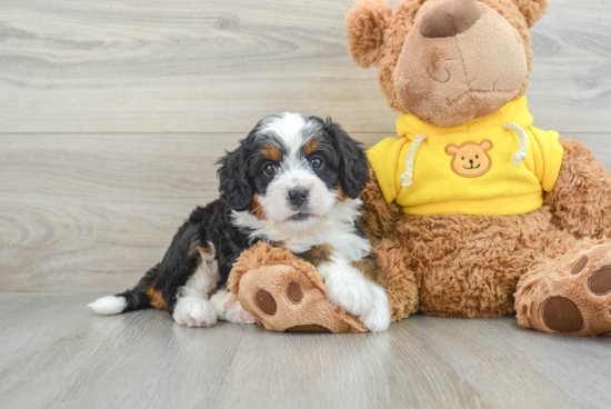 Best Mini Bernedoodle Baby