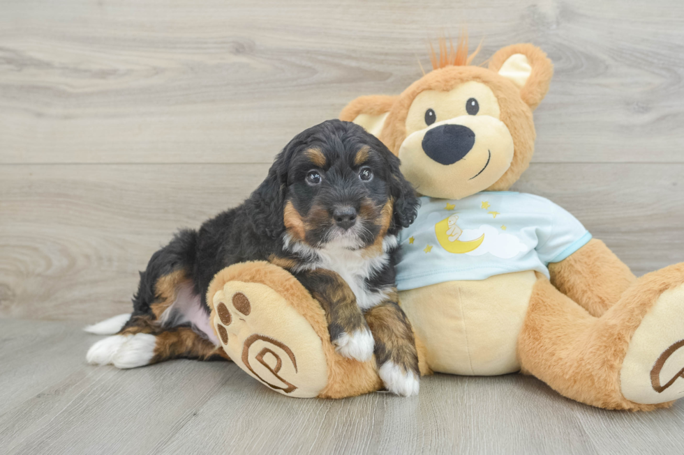 Small Mini Bernedoodle Baby