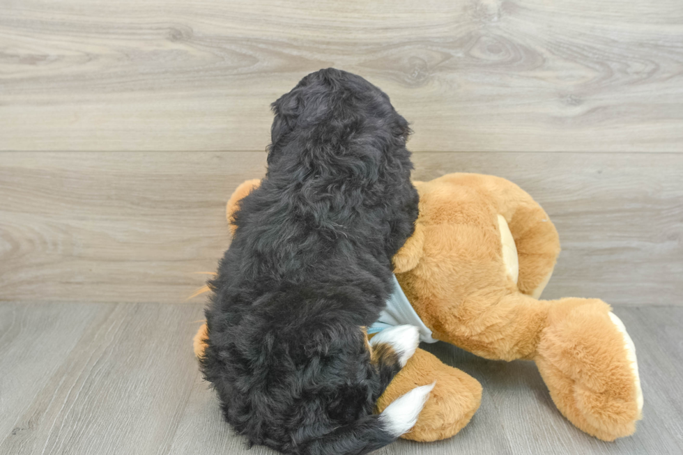 Best Mini Bernedoodle Baby