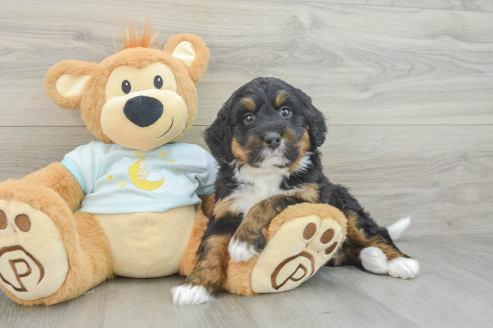 Small Mini Bernedoodle Baby