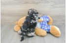 Playful Mini Bernese Poodle Poodle Mix Puppy