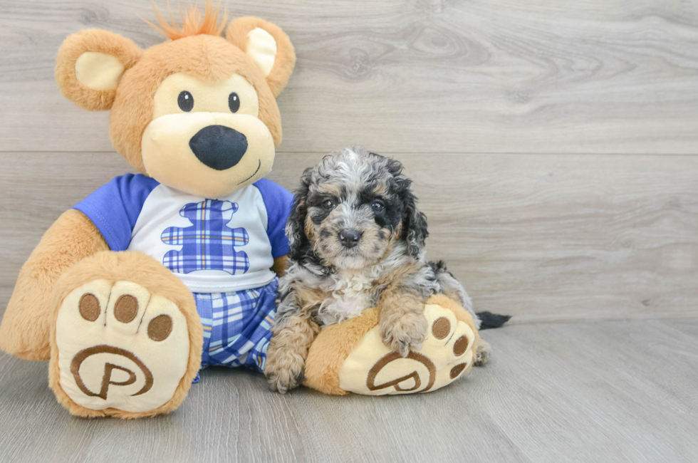 5 week old Mini Bernedoodle Puppy For Sale - Premier Pups